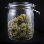 jar of cannabis flower buds